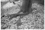ginkgo.jpg